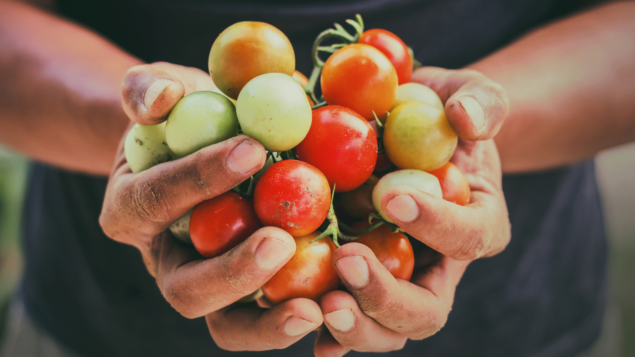 Tomato Photo for Website